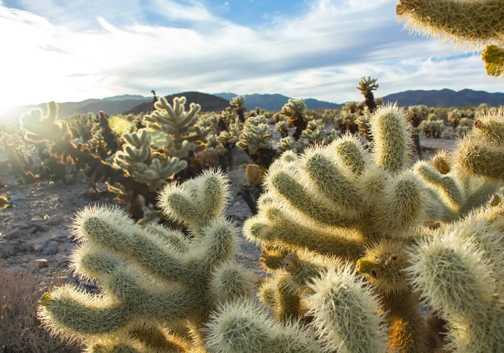 JOshua Tree National Park Trek Travel Cycling Vacations