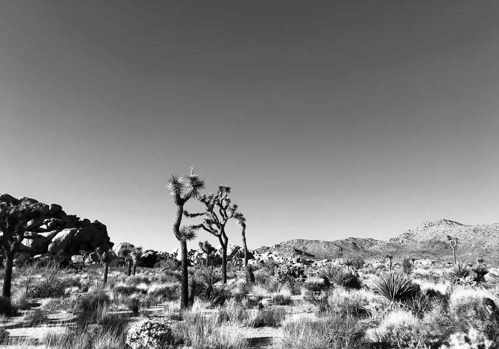 JOshua Tree National Park Trek Travel Cycling Vacations