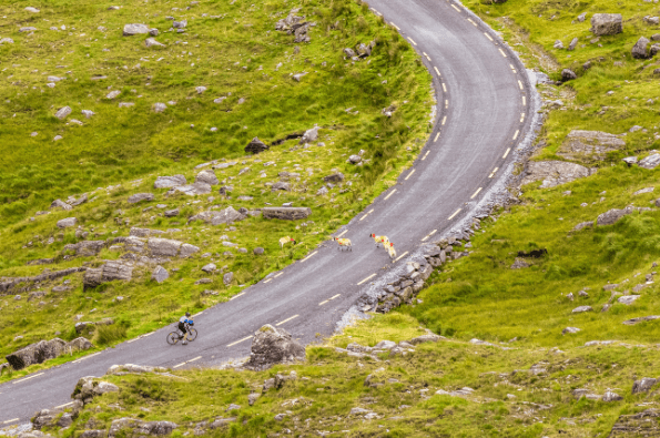 Distant view of cyclist on road with sheep crossing