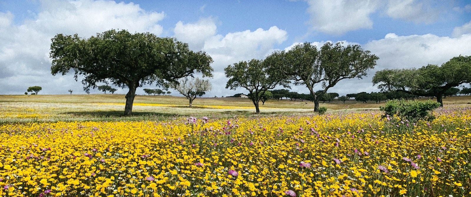 Explore Portugal's wine region on a Trek Travel Bike Tour