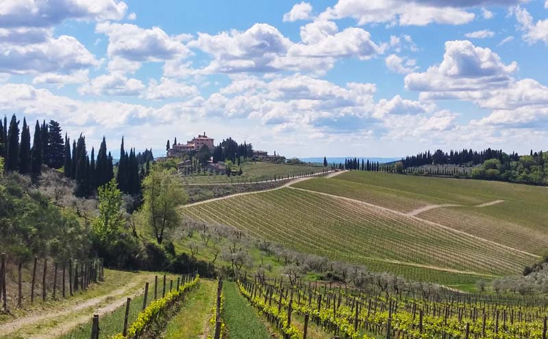 Vineyards sprawling across a hillside in Tuscany