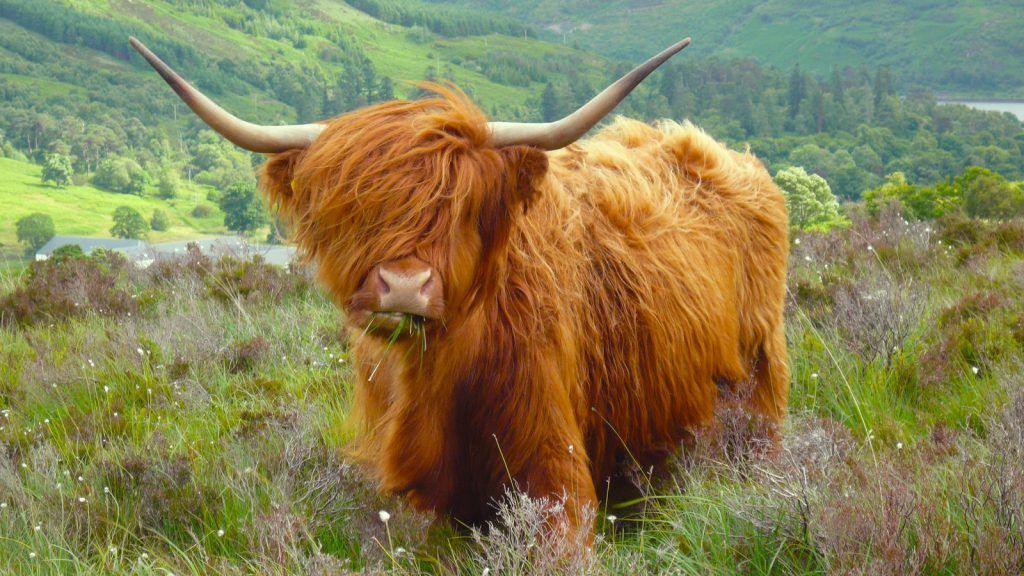 Scotland Self-Guided Bike Tour