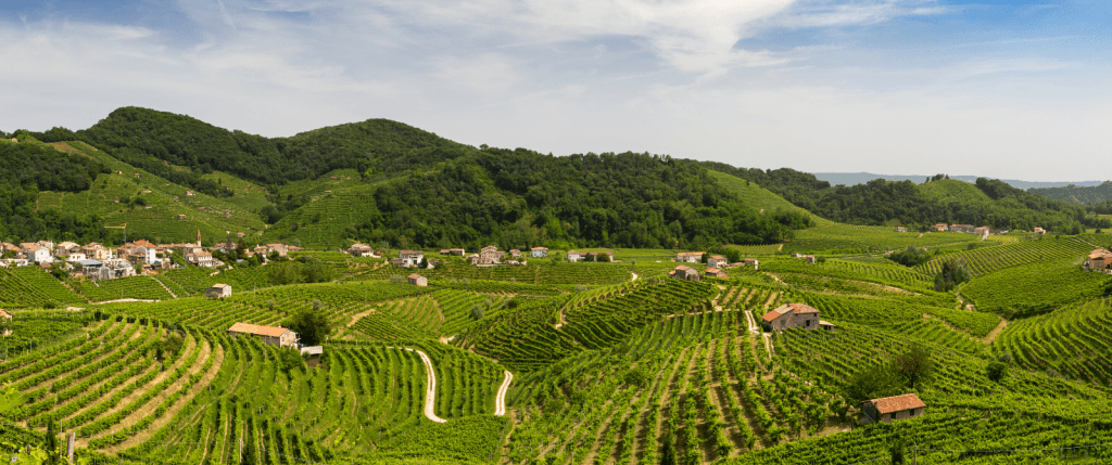 Rolling hills covered in vineyards in Italy