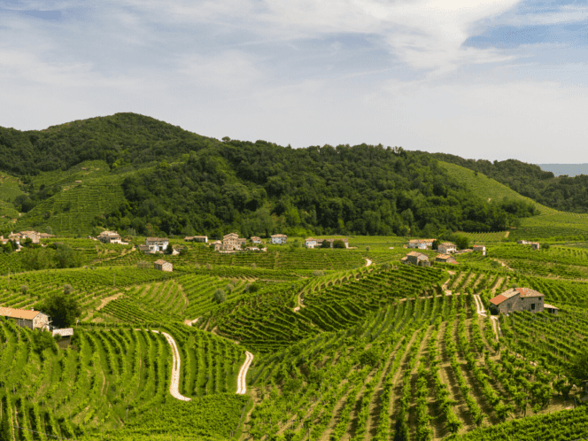 Rolling hills covered in vineyards in Italy