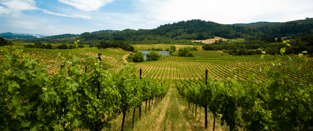 California Wine Country Bike Tour
