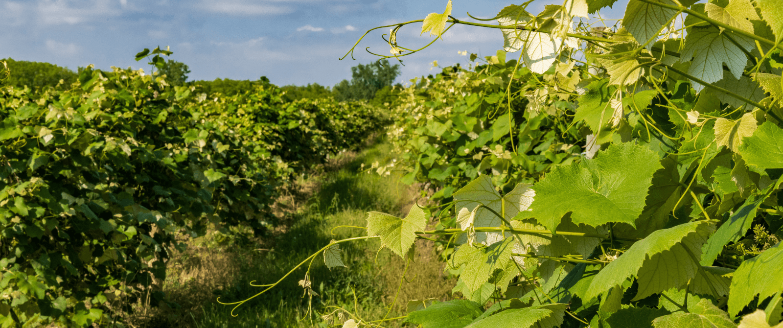 Inspire Moore Winery and Vineyard