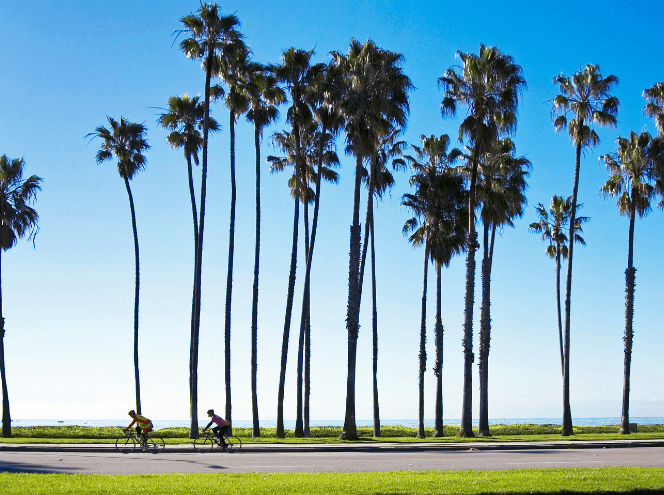 two cyclists riding along a path with tall palm trees in Santa Barbara