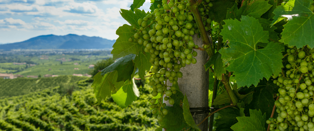 Prosecco Hills Self-Guided Bike Tour