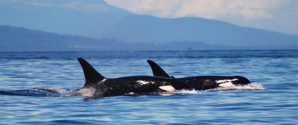 Orcas in San Juan Islands