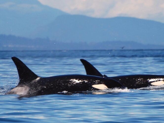 Orcas in San Juan Islands