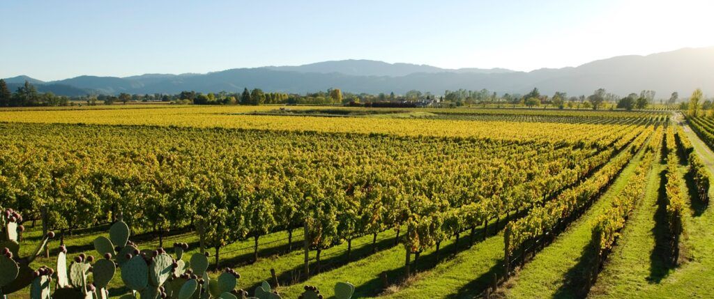 Expansive view of vineyards in California Wine Country