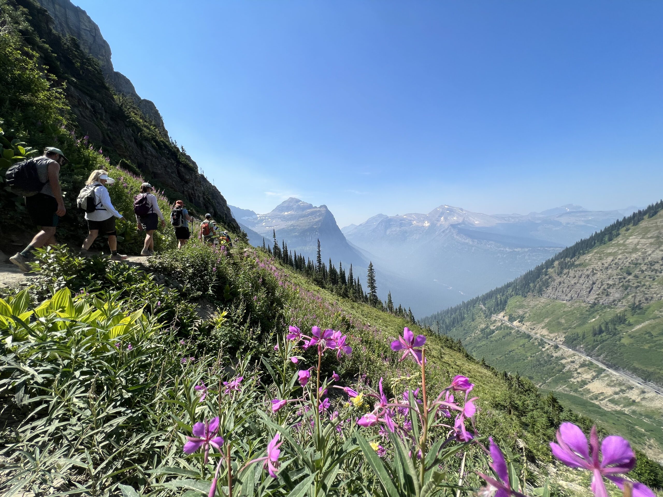A group of hikers on a narrow trail on the side of a mountain with wildflowers in the foreground