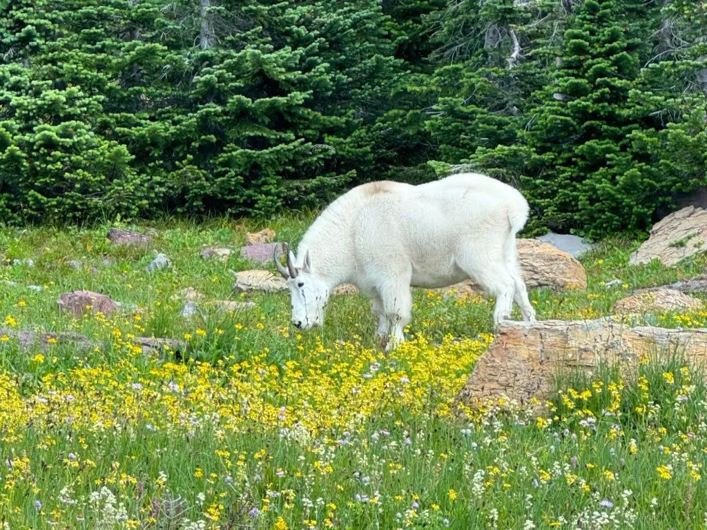 Glacier National Park Bike Tour