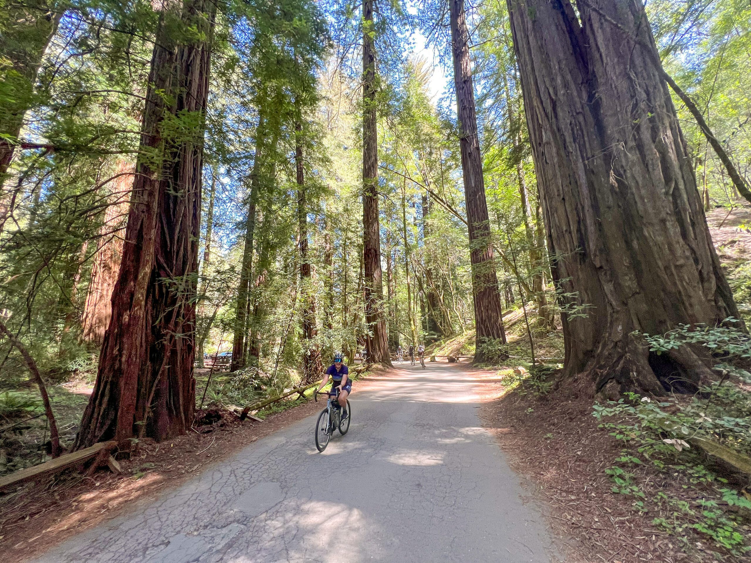 A cyclist rides through the Redwood forest