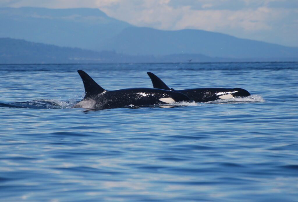 San Juan Islands Bike Tour