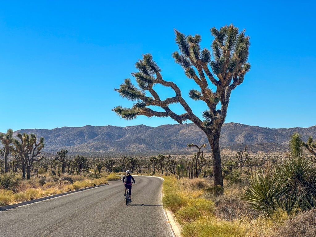 Palm Springs and Joshua Tree National Park Bike Tour