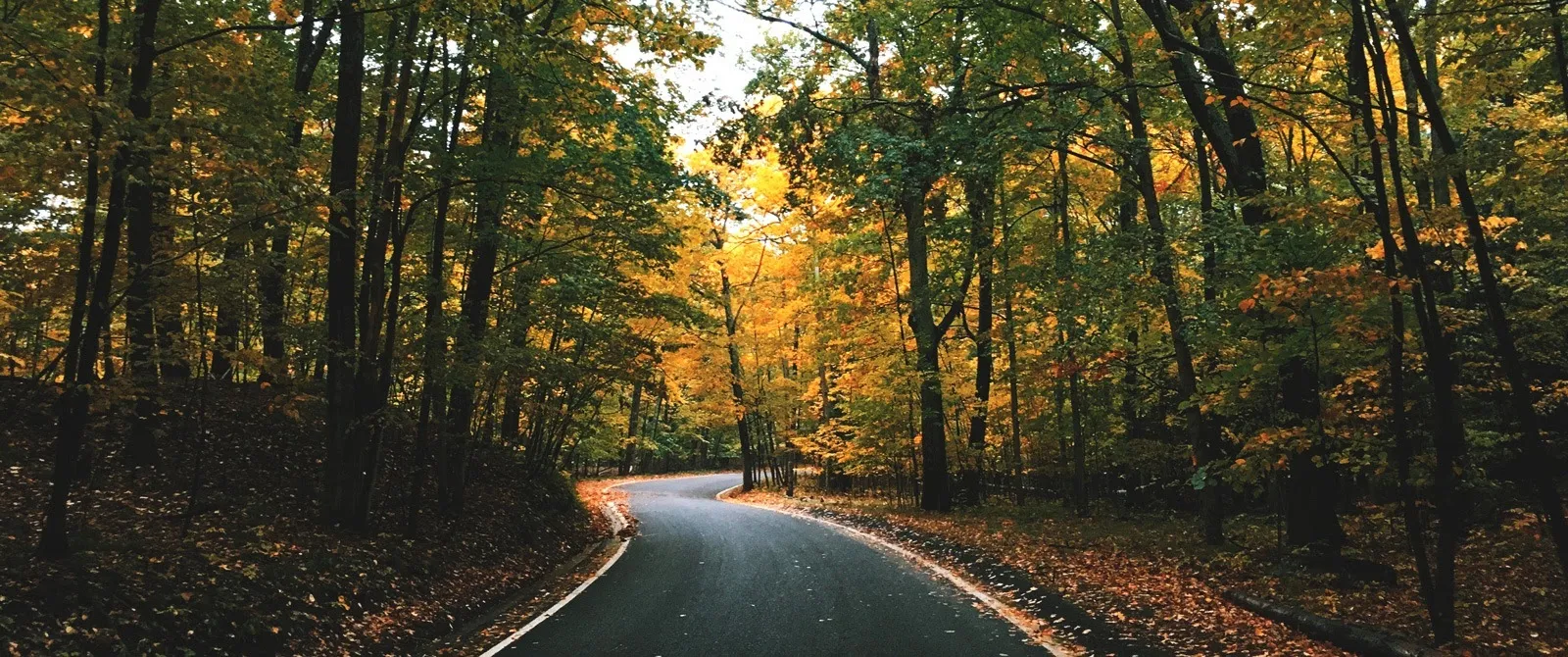 Landscape image of a narrow road with fall colored trees