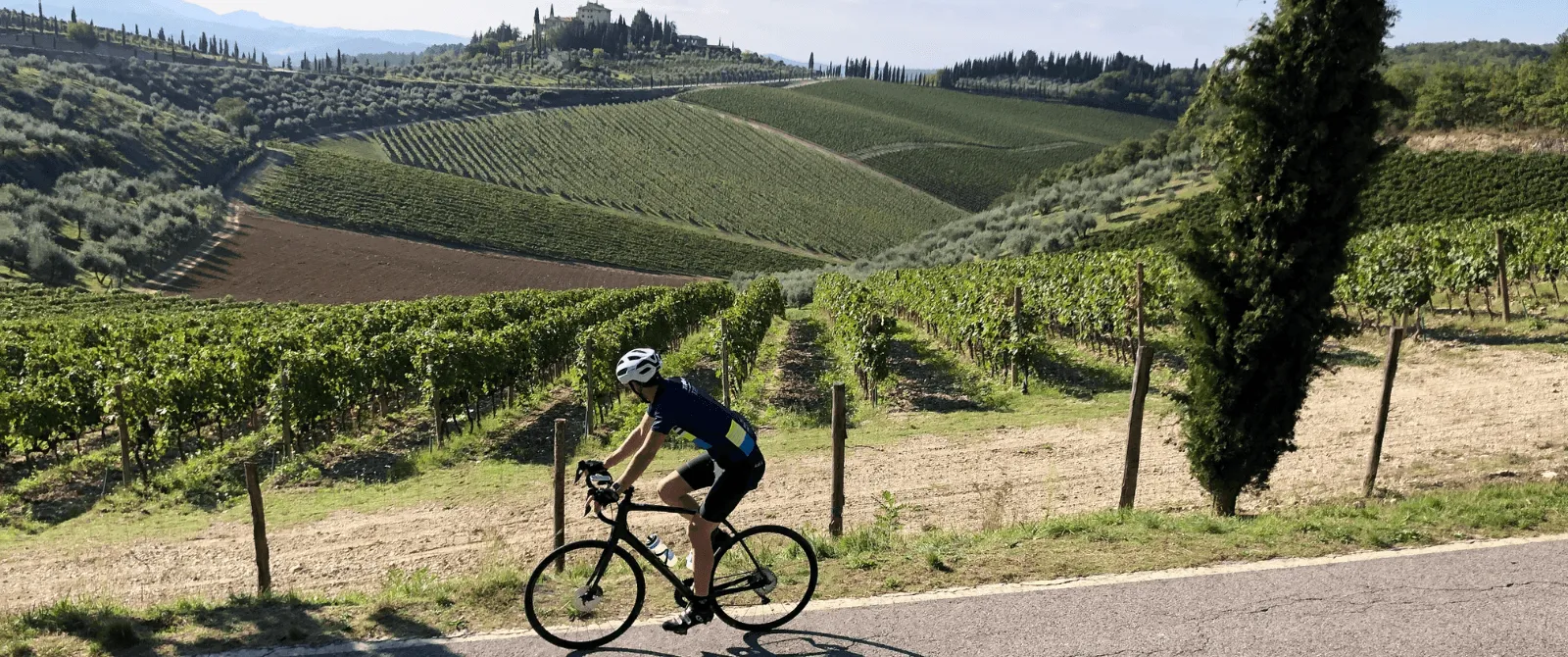 Cyclist riding by vineyards