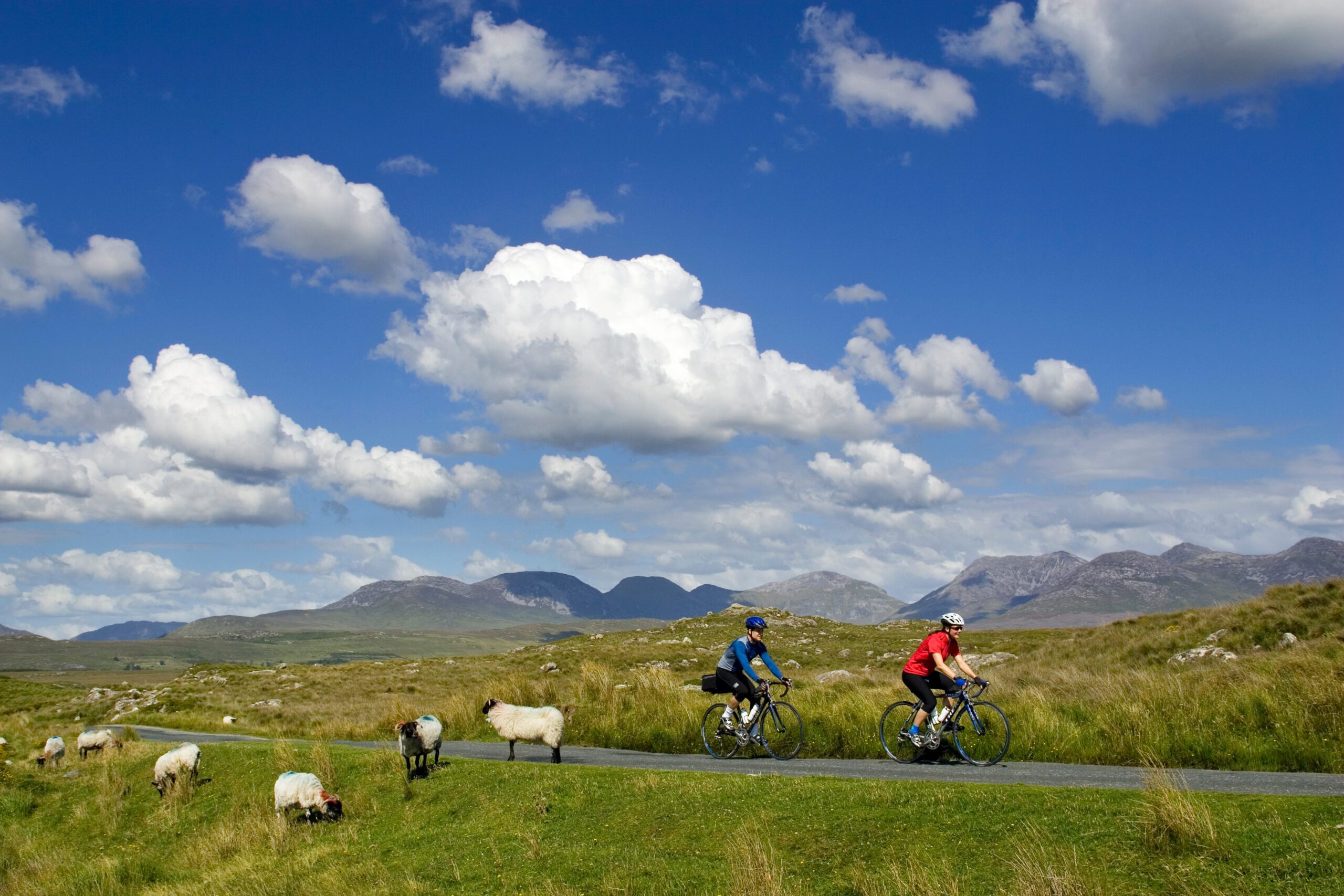 two people riding their bikes near sheep through Ireland
