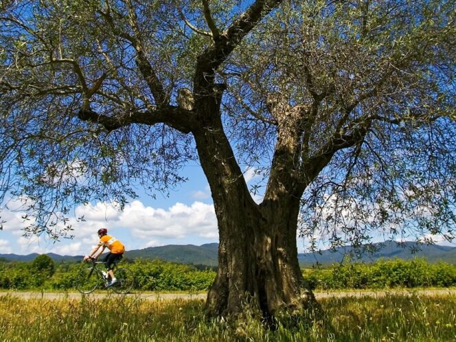 Cyclist riding under a tree beside fields