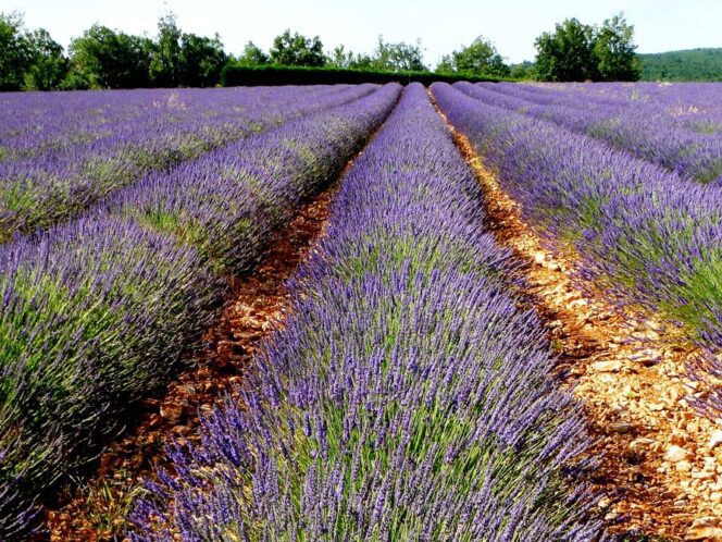 Rows of lavender in full bloom in Provence
