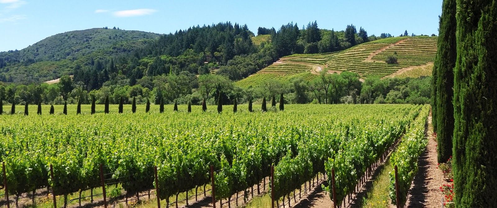 Wine Country Bike Tours