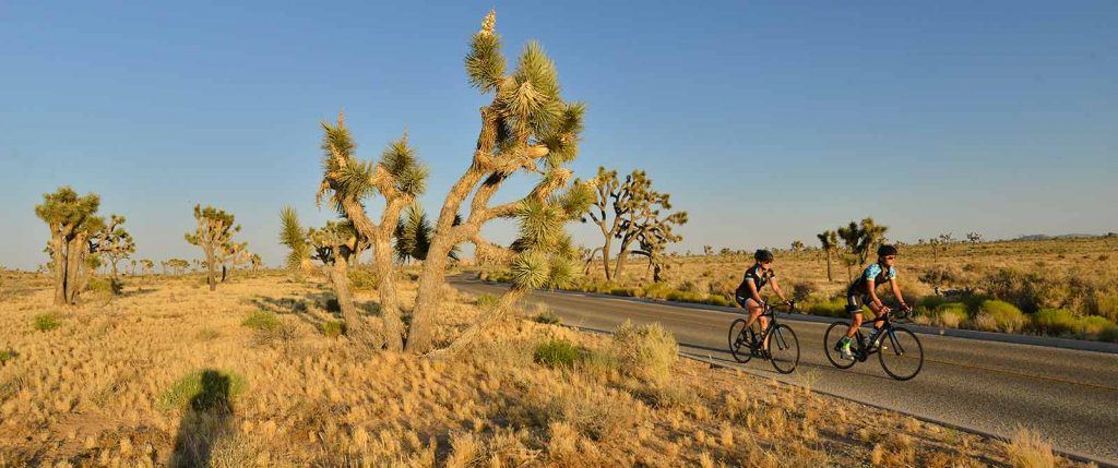 Two cyclists ride through Joshua Tree National Park at golden hour