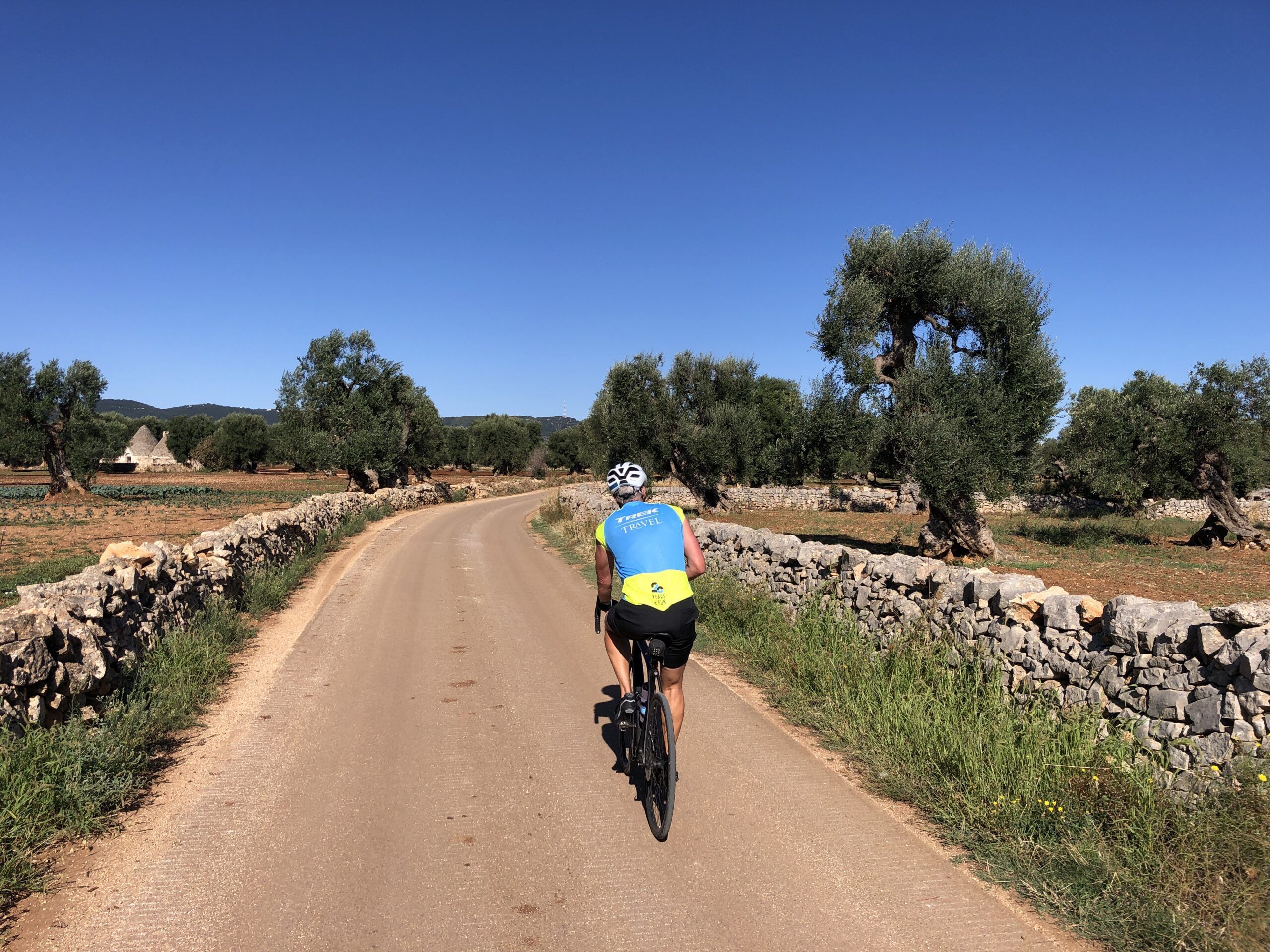 Ancient Olive Trees