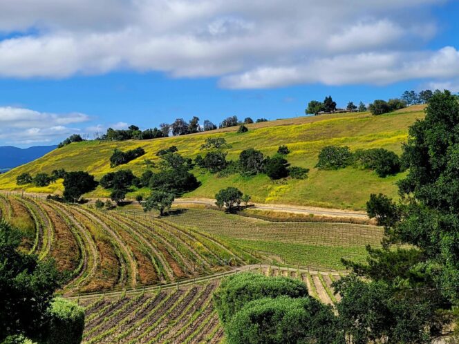 A landscape view of terraced vineyards in Solvang