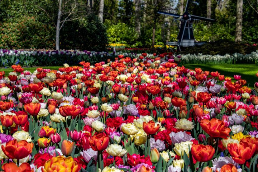 A field of flowers in Amsterdam