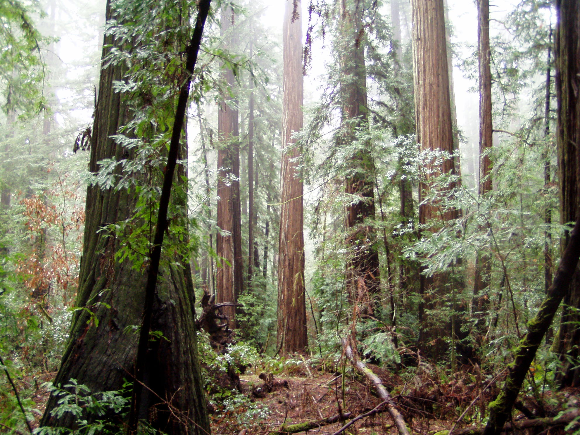 Armstrong Redwood State Natural Reserve