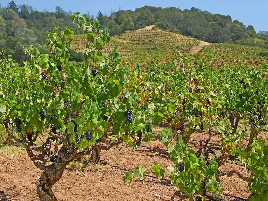 Alexander Valley