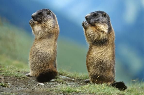 Marmots