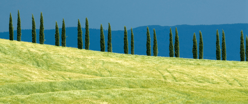 Cypress trees in Tuscany