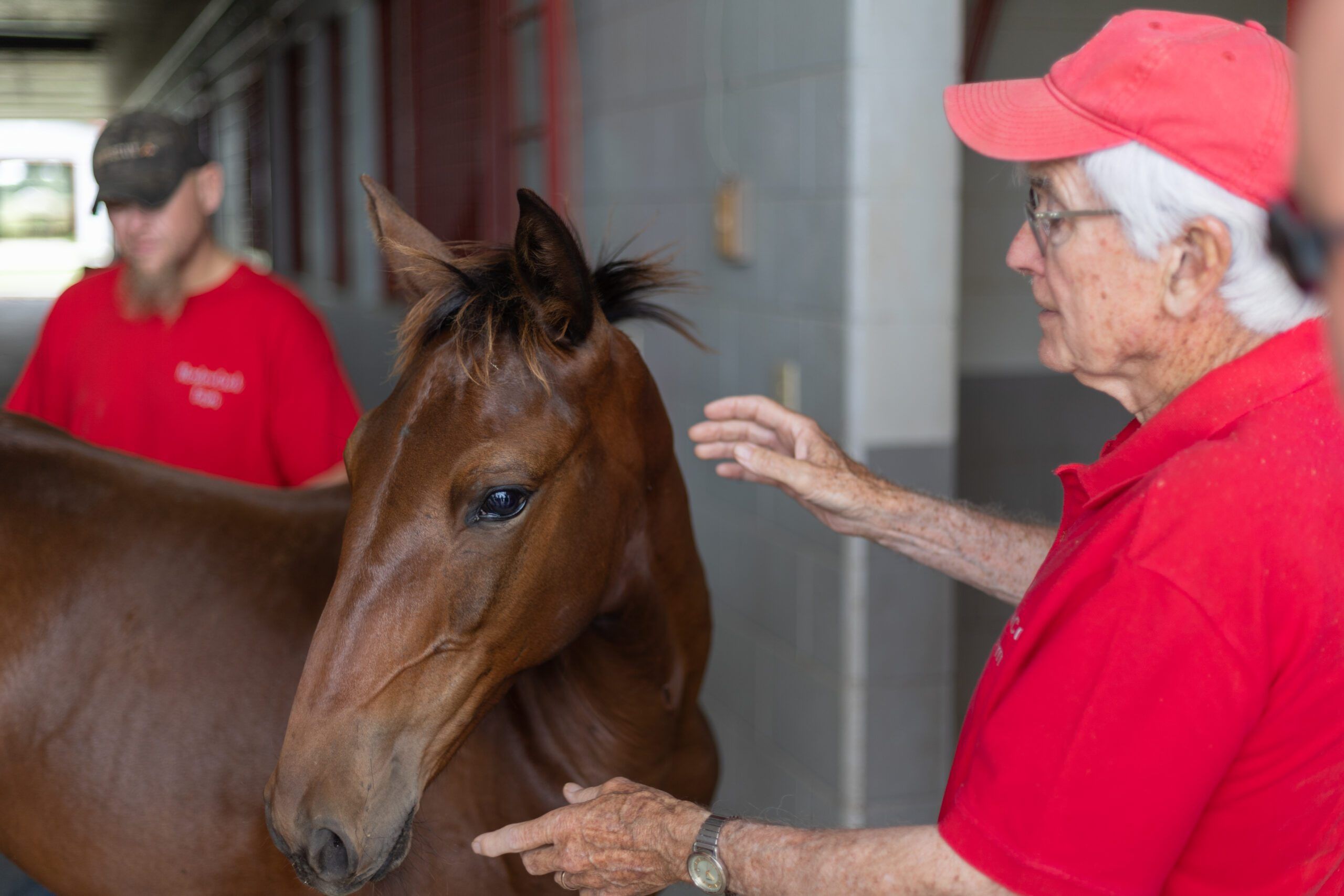 Meet the horses of MeadowCreek Farm
