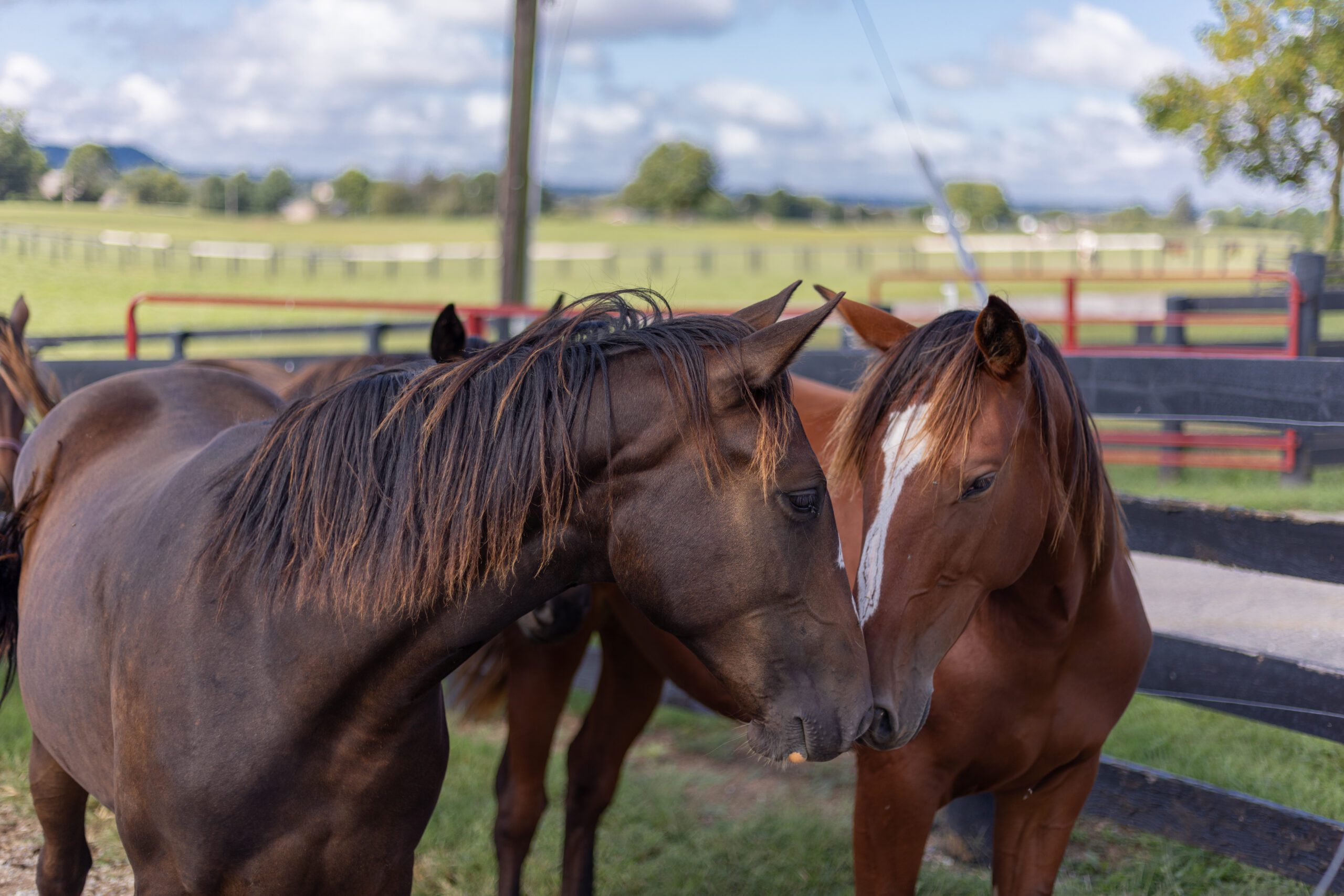 Two horses sniff noses