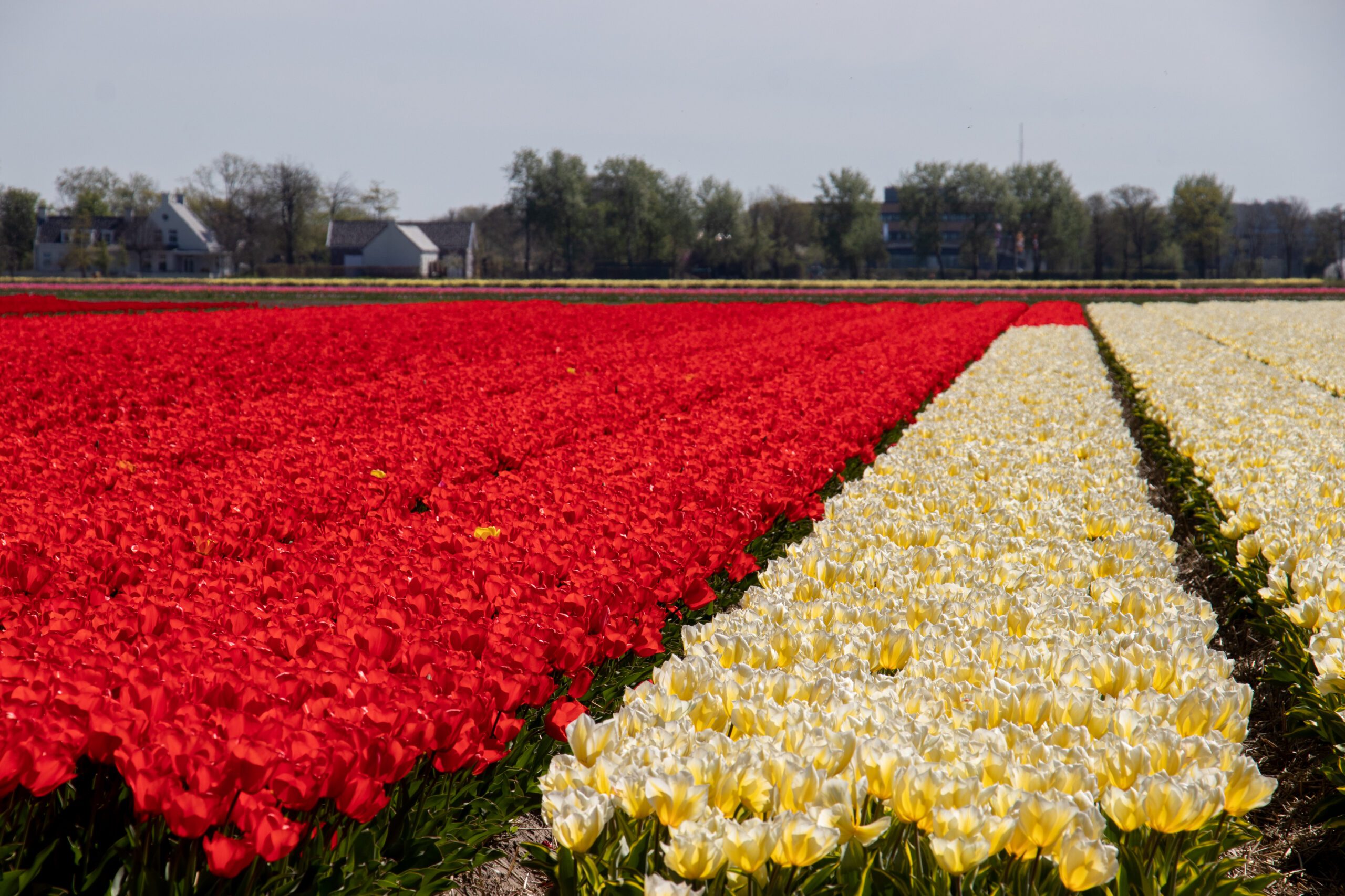 Fields of red and yellow tulips