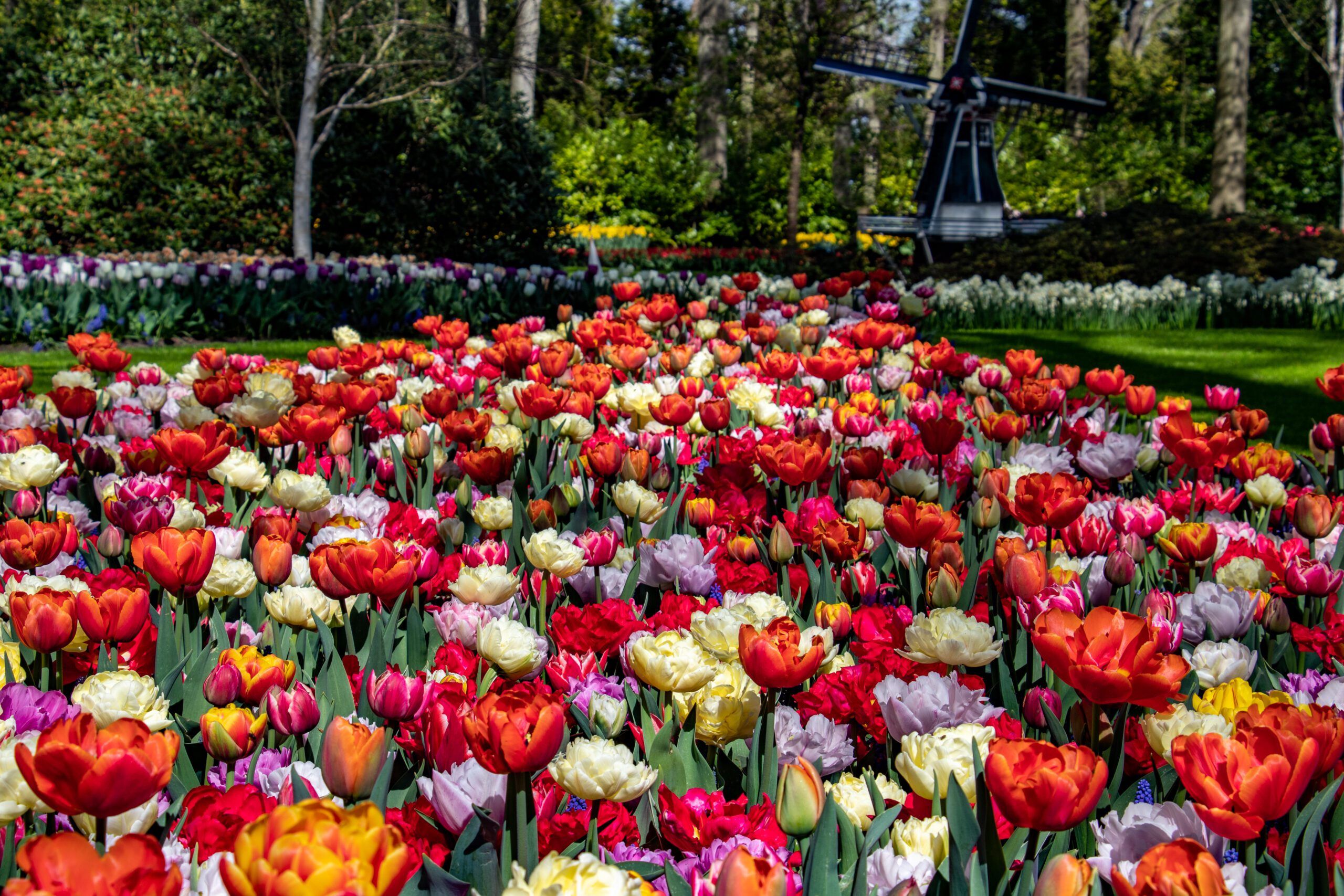 Tulips and model windmill