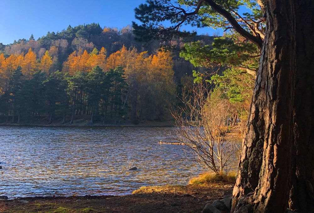 view of lake surrounded by trees in scotland