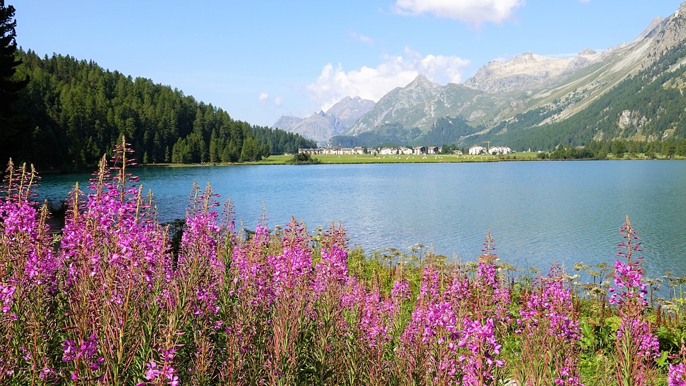 Mountain lake with flowers