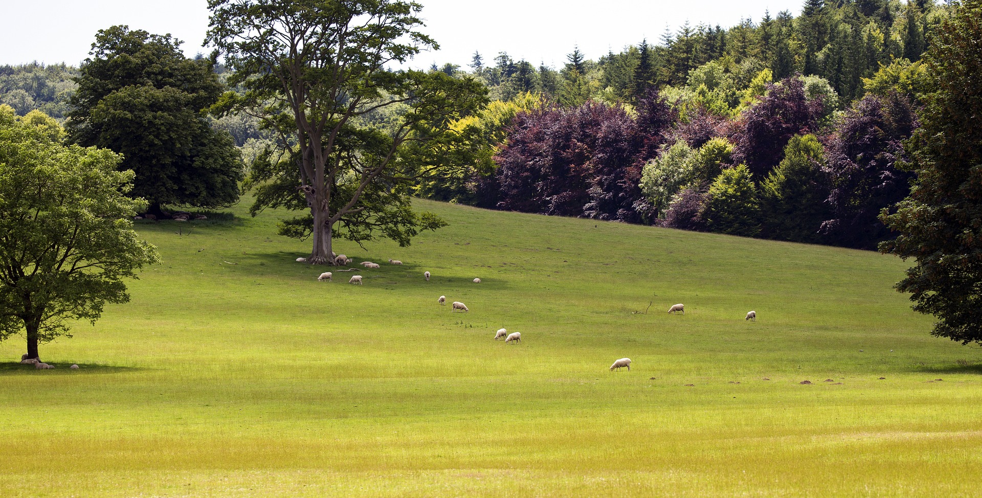 Green field with oak trees and sheep in south downs sussex