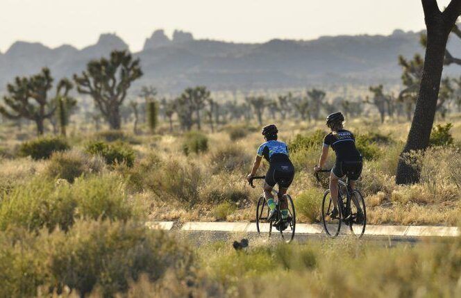 Two cyclists ride away from the camera in Joshua Tree National Park