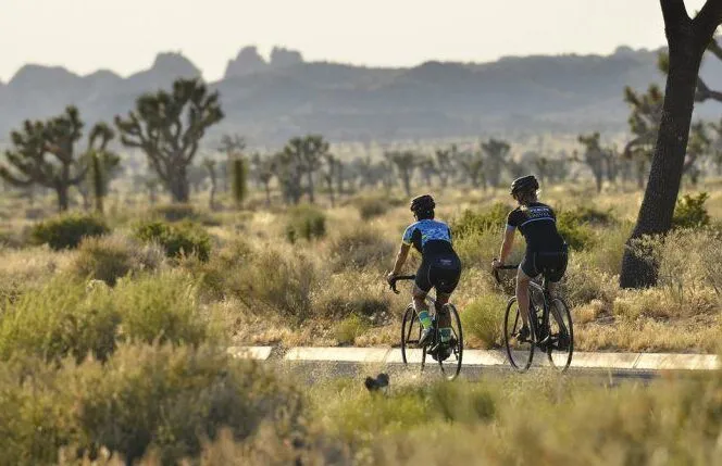 Two cyclists ride away from the camera in Joshua Tree National Park