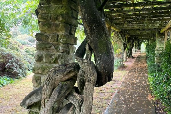 Historical Nymans garden