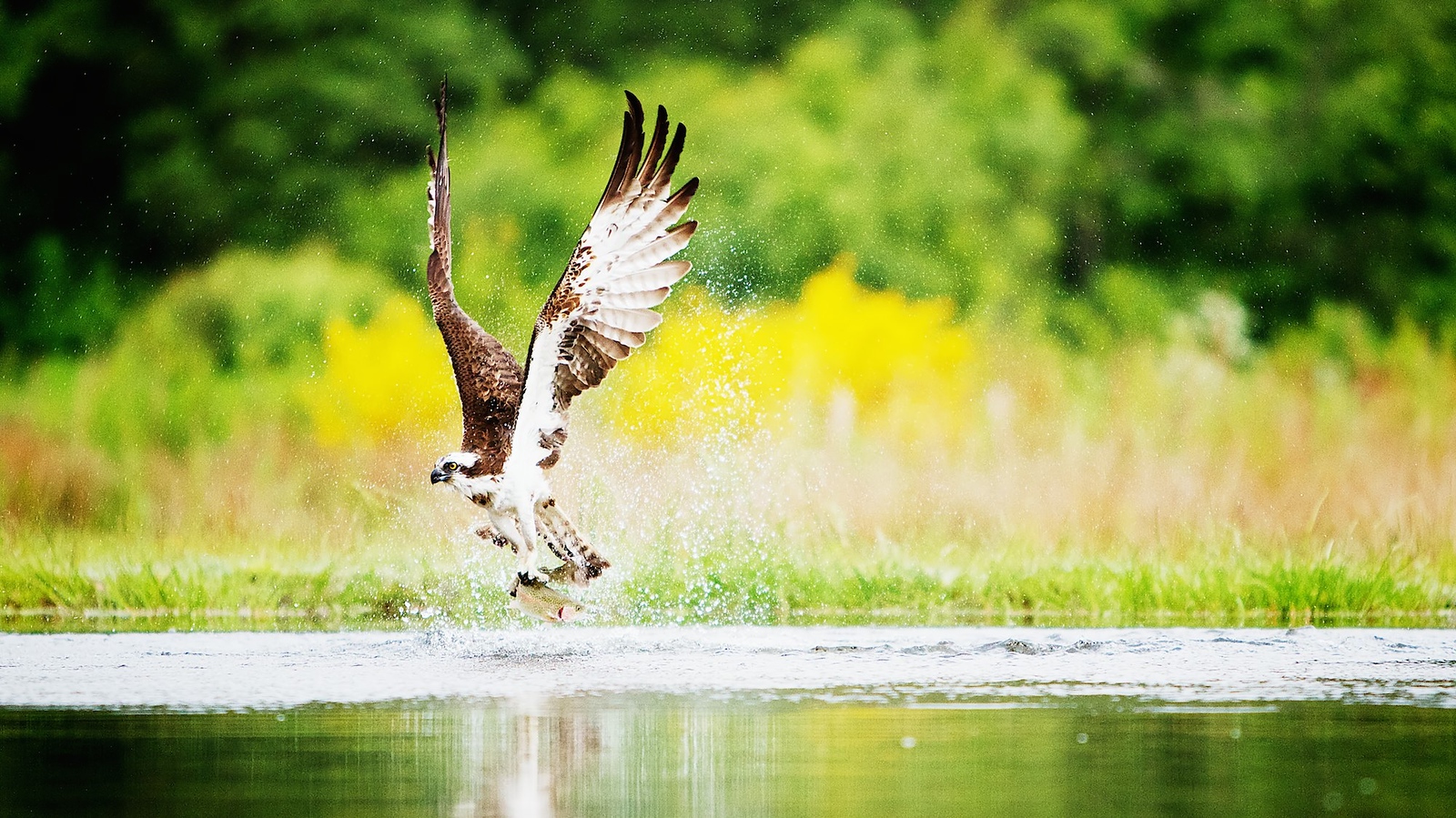 Observe Osprey at the Loch Garten bird reserve