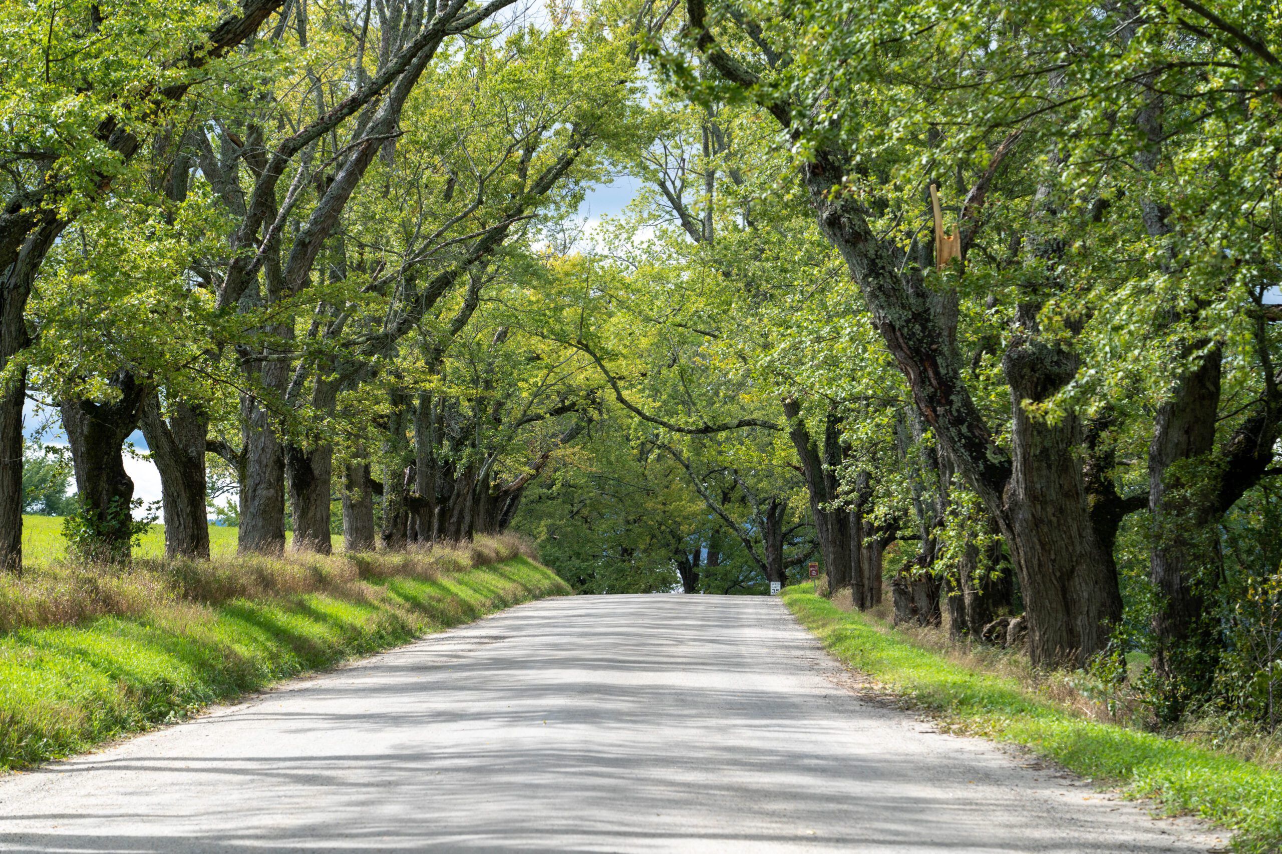 tree lined gravel road