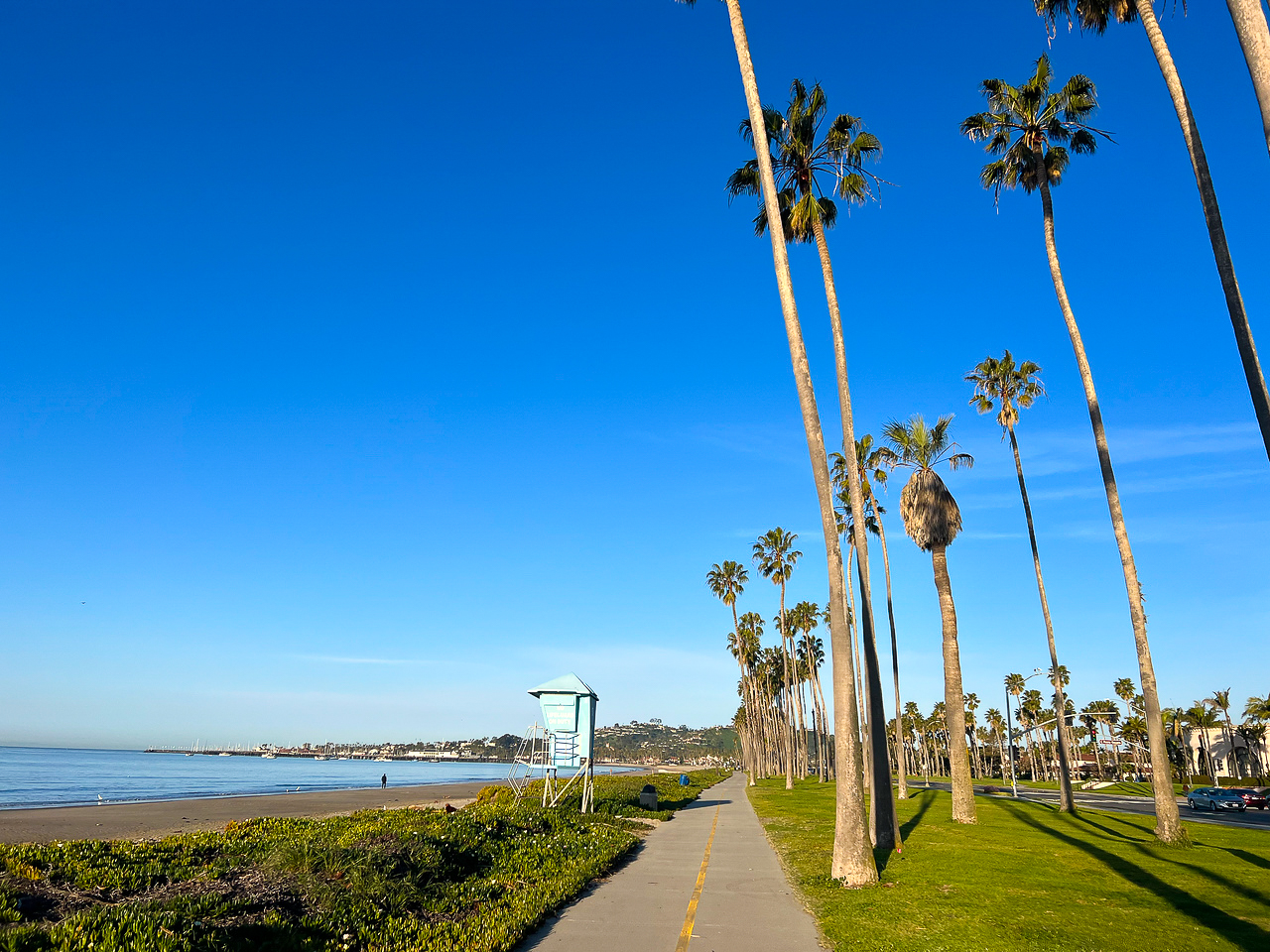 Bike path lined with palm trees along the ocean
