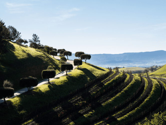 Scenic view of the terraced vineyards in California