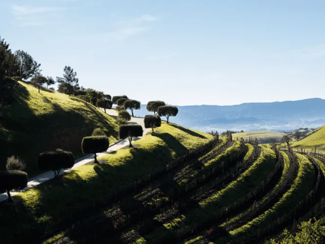 Scenic view of the terraced vineyards in California