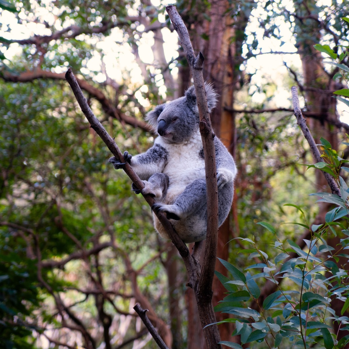 Learn more about Australia's enchanting fauna